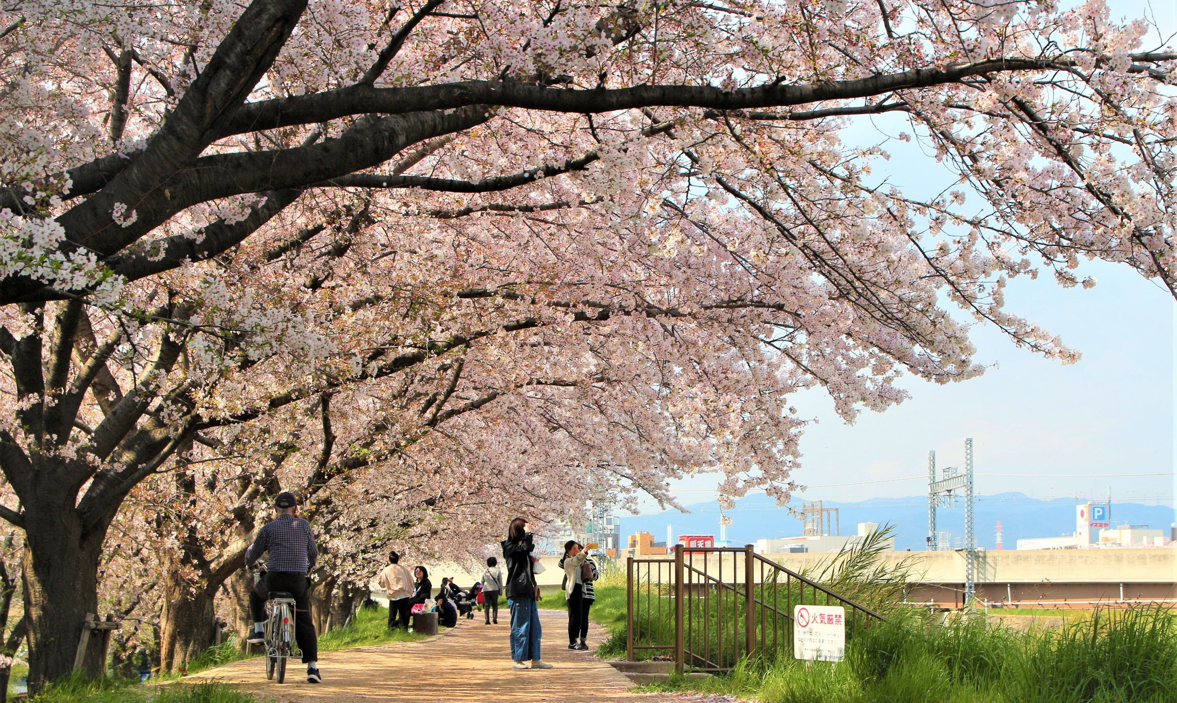 天野川の桜